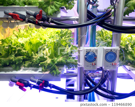 植物工廠 葉用生菜種植 119466890