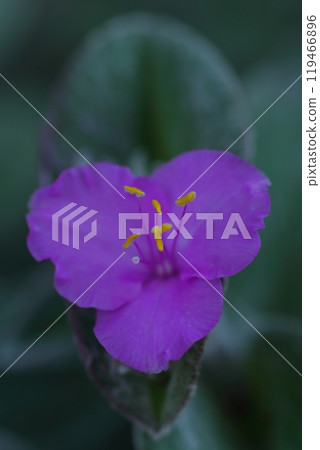 Flower that started to bloom, Murasaki icksa flower Flower that started to bloom, Murasaki icksa flower 119466896