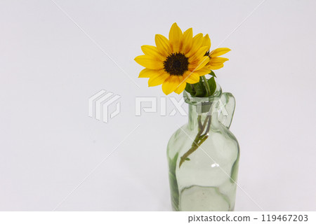 可愛的迷你向日葵 可愛的迷你向日葵 119467203