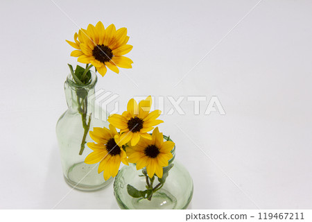 Cute mini sunflowers 119467211