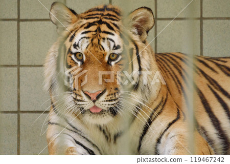 關在籠子裡吐舌頭的東北虎 119467242