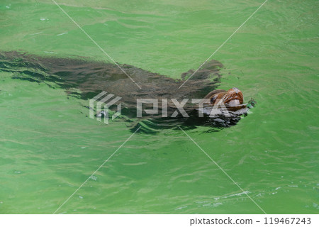 Sea lion breathing while swimming Sea lion breathing while swimming 119467243