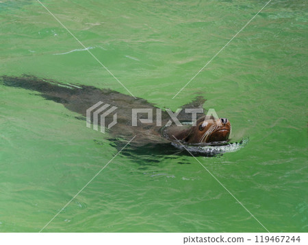 Sea lion breathing while swimming Sea lion breathing while swimming 119467244