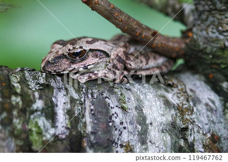 Close-up of a Brown Tree Frog on a Branch. 119467762