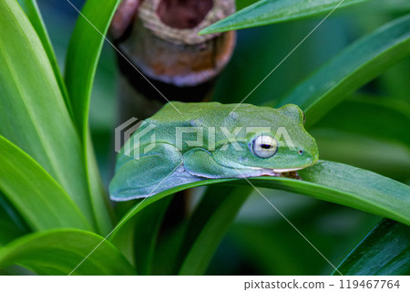 Vibrant Green Taipei Tree Frog on a Leaf. 119467764