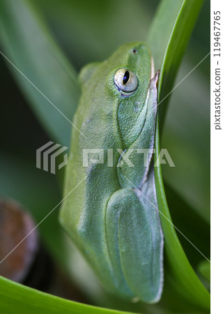 Vibrant Green Taipei Tree Frog on a Leaf. 119467765
