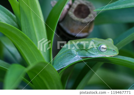Vibrant Green Taipei Tree Frog on a Leaf. Vibrant Green Taipei Tree Frog on a Leaf. 119467771