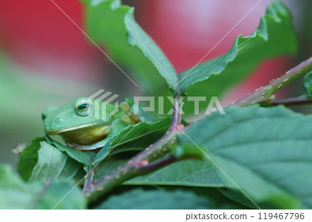 Vibrant Green Taipei Tree Frog on a Leaf. 119467796
