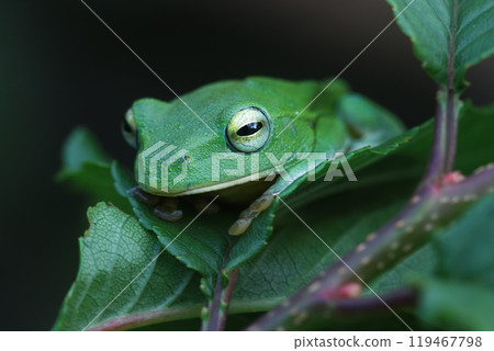 Vibrant Green Taipei Tree Frog on a Leaf. Vibrant Green Taipei Tree Frog on a Leaf. 119467798