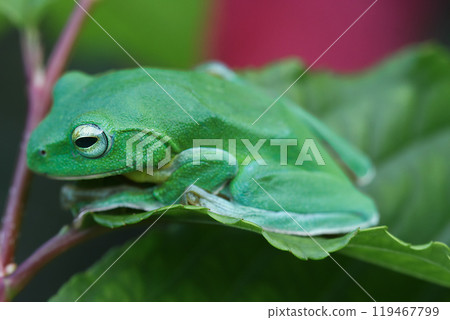Vibrant Green Taipei Tree Frog on a Leaf. Vibrant Green Taipei Tree Frog on a Leaf. 119467799
