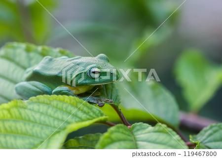 Vibrant Green Taipei Tree Frog on a Leaf. Vibrant Green Taipei Tree Frog on a Leaf. 119467800