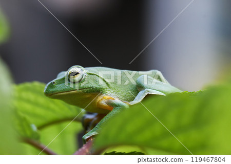Vibrant Green Taipei Tree Frog on a Leaf. Vibrant Green Taipei Tree Frog on a Leaf. 119467804