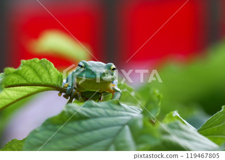 Vibrant Green Taipei Tree Frog on a Leaf. Vibrant Green Taipei Tree Frog on a Leaf. 119467805