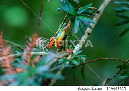 Vibrant Green Chinese Tree Frog Perched on a Twig in New Taipei City, Taiwan. Vibrant Green Chinese Tree Frog Perched on a Twig in New Taipei City, Taiwan. 119467825