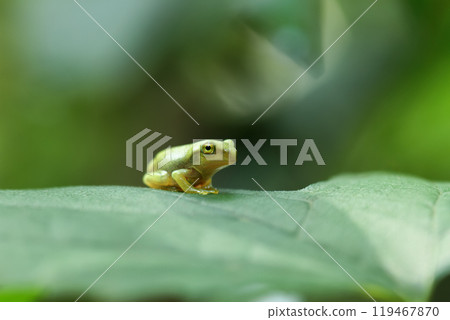 From tadpole to frog, the metamorphosis of a tiny Chinese tree frog. 119467870