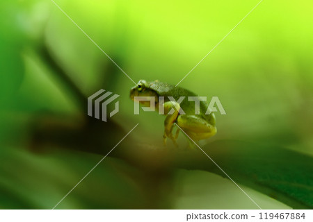 From tadpole to frog, the metamorphosis of a tiny Chinese tree frog. From tadpole to frog, the metamorphosis of a tiny Chinese tree frog. 119467884