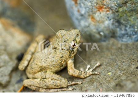 Close-up of a Eiffinger's tree frog (Kurixalus eiffingeri). Close-up of a Eiffinger's tree frog (Kurixalus eiffingeri). 119467886