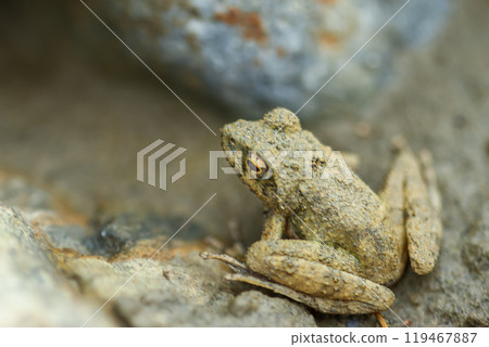 Close-up of a Eiffinger's tree frog (Kurixalus eiffingeri). 119467887