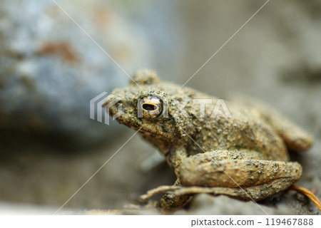 Close-up of a Eiffinger's tree frog (Kurixalus eiffingeri). 119467888