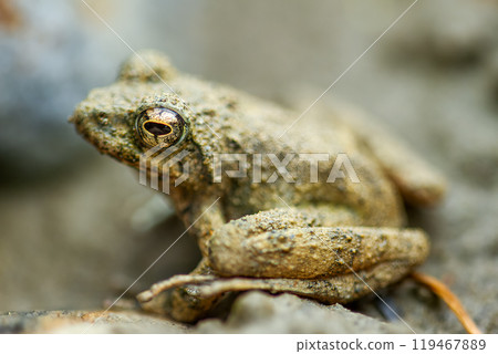 Close-up of a Eiffinger's tree frog (Kurixalus eiffingeri). 119467889