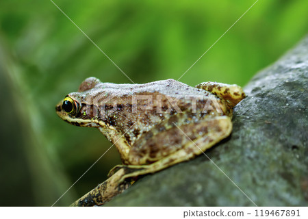 Swinhoe's Frog Perched on a Mossy Log, New Taipei City, Taiwan. 119467891