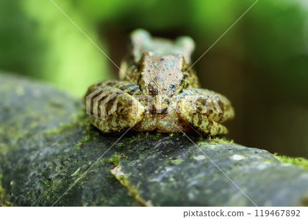 Swinhoe's Frog Perched on a Mossy Log, New Taipei City, Taiwan. Swinhoe's Frog Perched on a Mossy Log, New Taipei City, Taiwan. 119467892