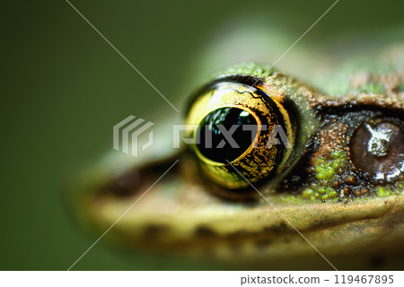 Close-up of a Swinhoe's Frog eye, New Taipei City, Taiwan. 119467895
