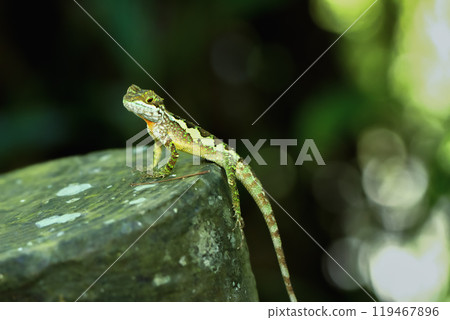 Vibrant Yellow-mouthed Japalura Lizard on a Rock. Vibrant Yellow-mouthed Japalura Lizard on a Rock. 119467896
