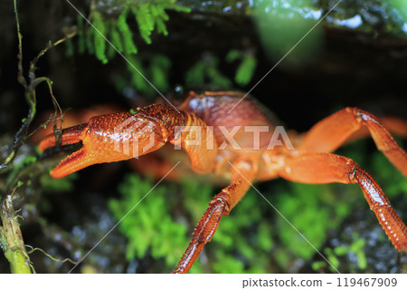 Close-up of a reddish-brown Rathbun's Freshwater Crab in its burrow. 119467909