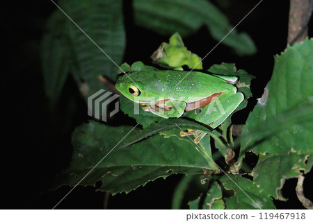 A Taipei tree frog crawls on the leaves at night. 119467918