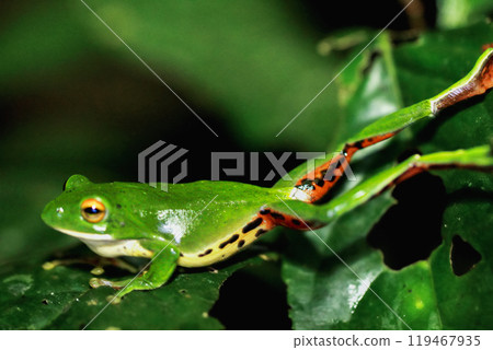 Moltrecht's Tree Frog Perched on a Leaf at night, New Taipei City, Taiwan. Moltrecht's Tree Frog Perched on a Leaf at night, New Taipei City, Taiwan. 119467935