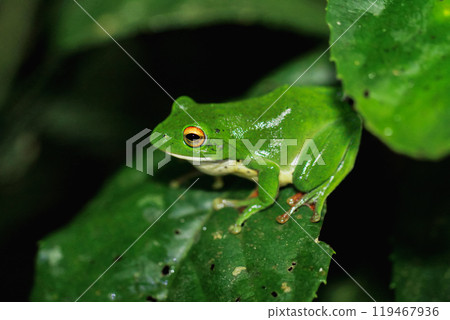 Moltrecht's Tree Frog Perched on a Leaf at night, New Taipei City, Taiwan. Moltrecht's Tree Frog Perched on a Leaf at night, New Taipei City, Taiwan. 119467936