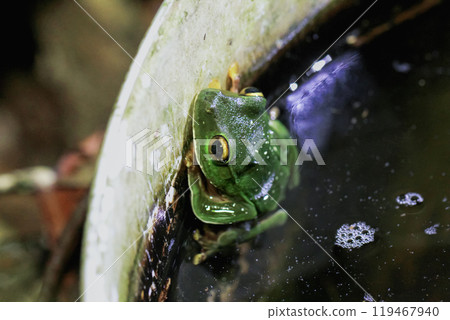 Taipei Tree Frog Laying Eggs in a Container at night. 119467940