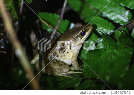 Gunther's Frog Perched on a Leaf in the Rainforest of New Taipei City, Taiwan. 119467942