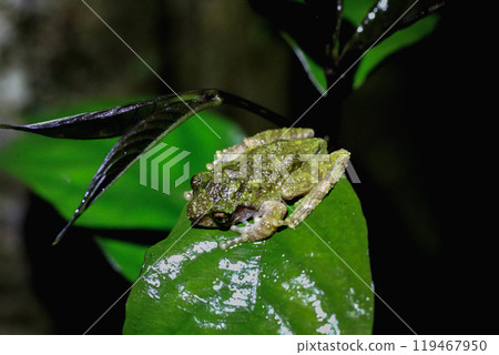 Eiffinger's Tree Frog Camouflaged on Fern Leaves, New Taipei City, Taiwan. Eiffinger's Tree Frog Camouflaged on Fern Leaves, New Taipei City, Taiwan. 119467950