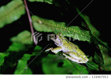 Eiffinger's Tree Frog Camouflaged on Fern Leaves, New Taipei City, Taiwan. 119467951