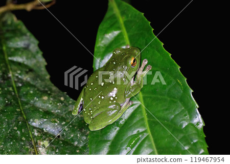 Moltrecht's Tree Frog Perched on a Leaf, New Taipei City, Taiwan. 119467954