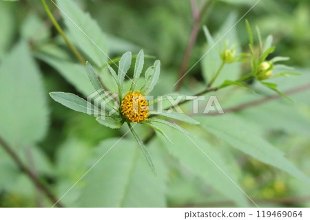 Flower of American Senghansa Flower of American Senghansa 119469064