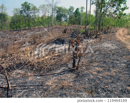 emtry land after fires burn before harvest emtry land after fires burn before harvest 119469189