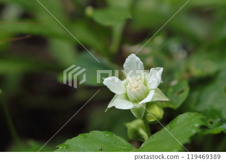 White flowers of winter strawberry White flowers of winter strawberry 119469389