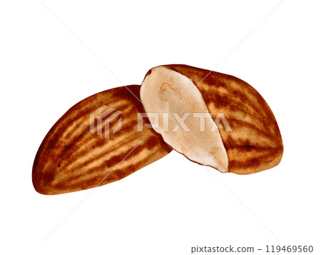 Large almond nut. Brown and beige. Elongated shape. One whole nut. The second nut is half. Watercolor illustration. No background. 119469560