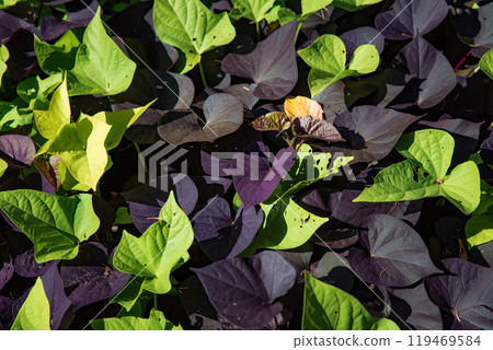 The sweet potato (Ipomoea batatas) leaves growing in Russia 119469584
