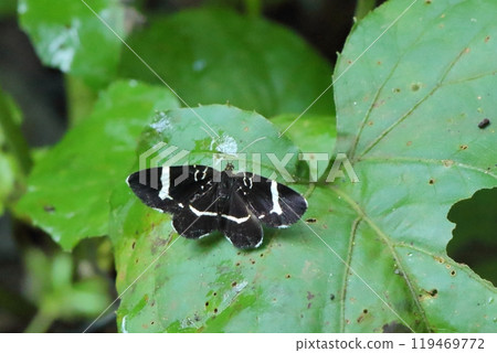 A white-striped moth resting on a leaf 119469772