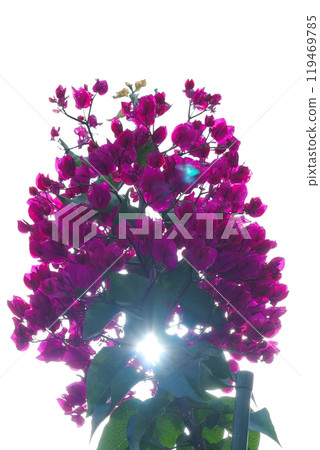 背光九重葛 119469785