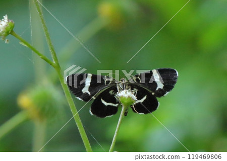 The underside and face of the white-striped black moth 119469806