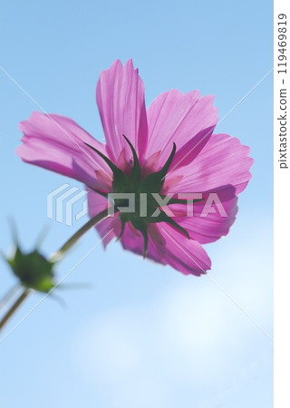 發光在藍天的波斯菊 發光在藍天的波斯菊 119469819