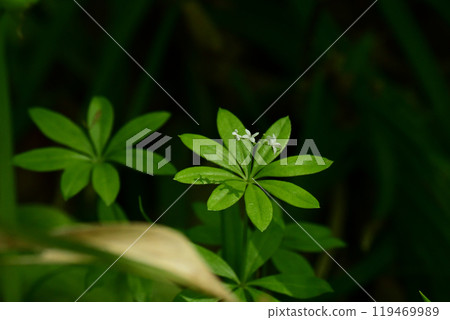 Woodruff starting to bloom Woodruff starting to bloom 119469989
