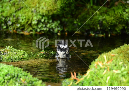 A Coal Tit Soaking in Water A Coal Tit Soaking in Water 119469990
