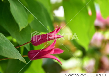 Pink clematis in summer Pink clematis in summer 119469991