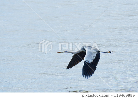 一隻蒼鷺低空飛過海面 119469999